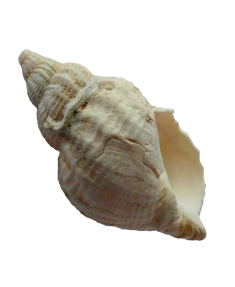 Concha